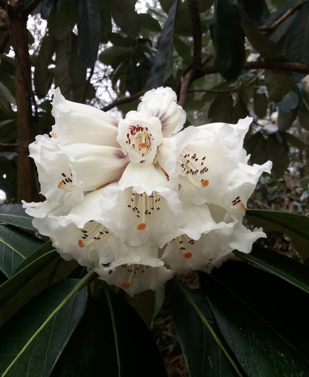 macabeanum x sinogrande